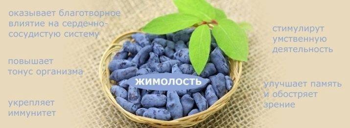 Жимолость ягоды темно синие