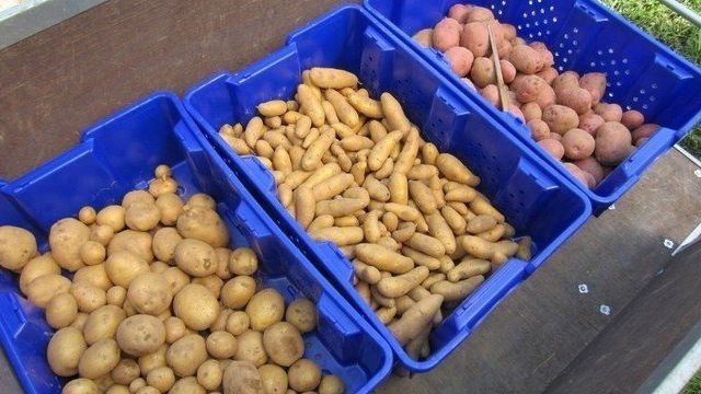 Срок хранения картофеля: условия хранения и параметры годности, сколько максимально можно держать картошку в мешке, как долго она остается свежей