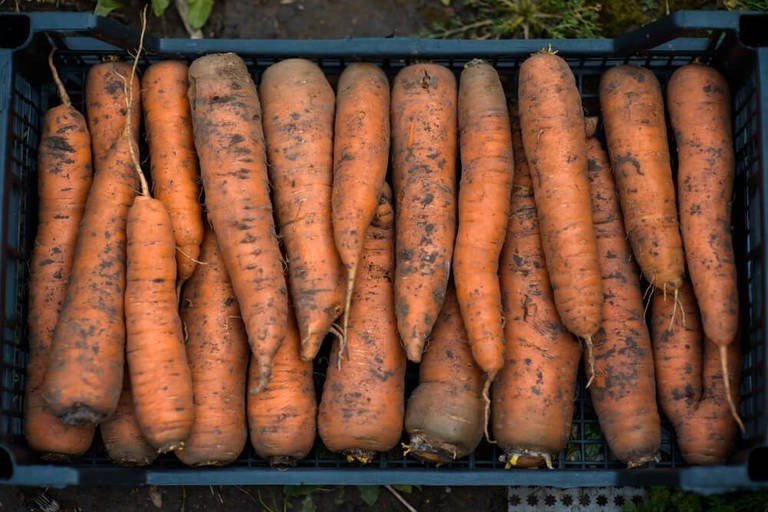 Хранение моркови в мхе