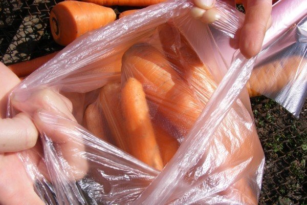 Хранение моркови в полиэтиленовых мешках