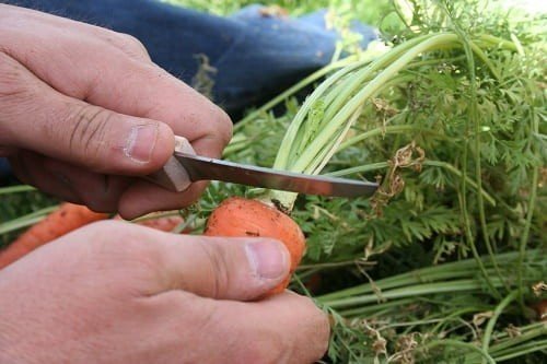 Обрезание ботвы моркови