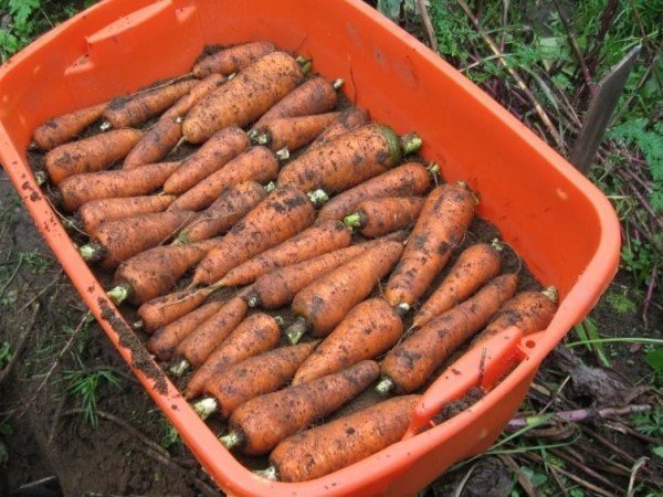 Обрезанная морковь в ящиках