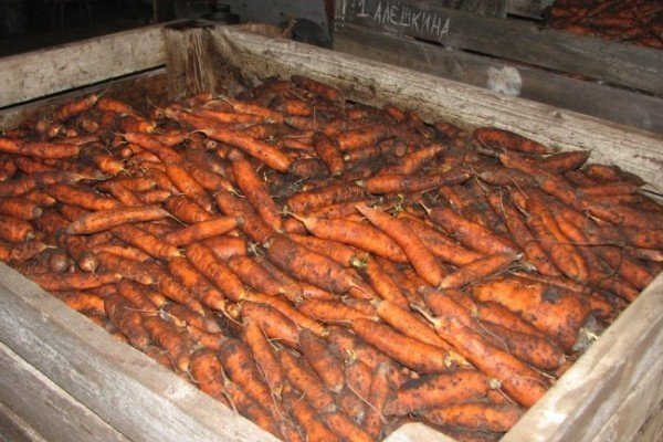 Уборка и хранение моркови в погребе