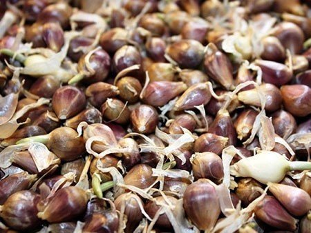 Семена чеснока однозубка
