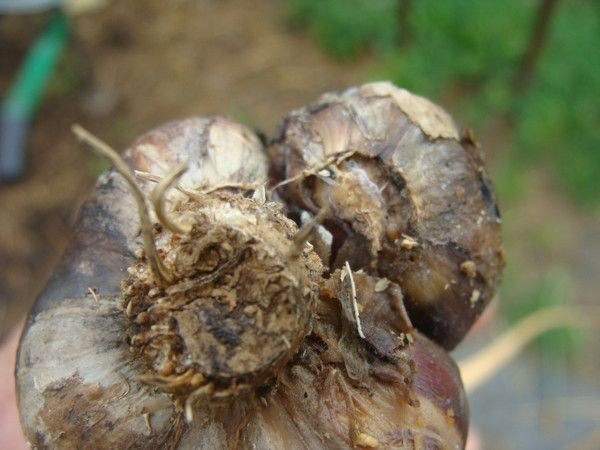 Луковицы гладиолуса зараженные трипсом