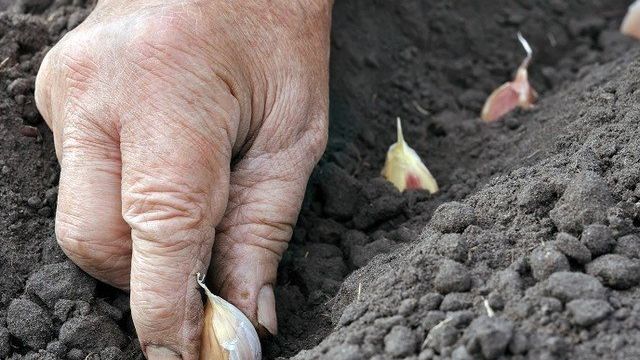 Как вырастить хороший урожай чеснока в сибири