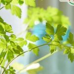 Растение петрушка: посадка и уход в открытом грунте, фото, как вырастить на подоконнике