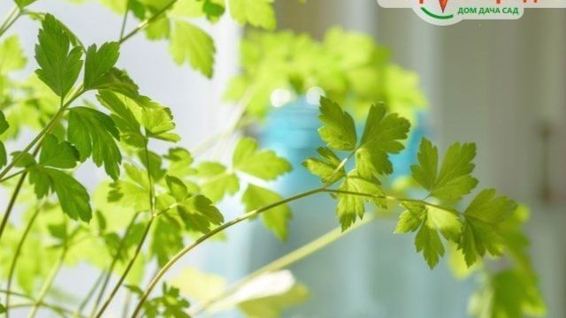 ᐉ Растение петрушка: посадка и уход в открытом грунте, фото, как вырастить на подоконнике