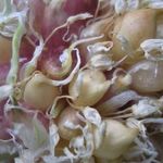 Семена чеснока выращивание чеснока из бульбочек в открытом грунте