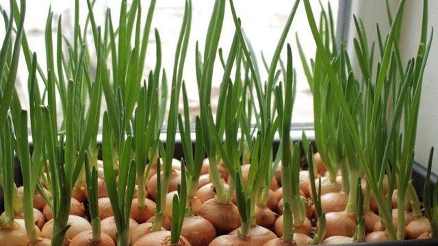 ТОП-6 лучших способов вырастить сочный зеленый лук на подоконнике