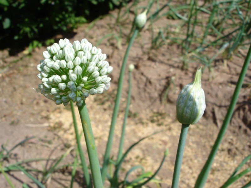 Allium cepa — репчатый лук